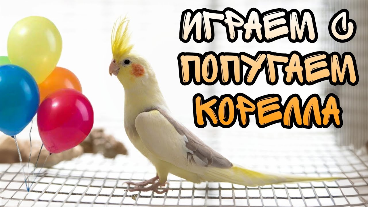 Играем с попугаем корелла 🦜