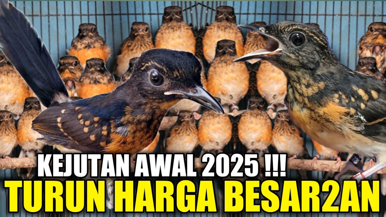 TURUN HARGA AWAL 2025 ! RATUSAN MURAI TROTOL SUPER CUMA 170.000 AN BEBAS PILIH HARI INI