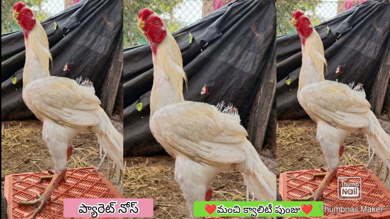 Parrot Beak Long Tail Rooster | 9182424403 | Video 2733 | Rythu Market 2