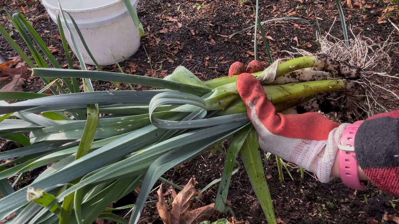 Make Any Variety of Leek Perennial and Overwinter Leeks in Your Garden #gardening #vancouverisland