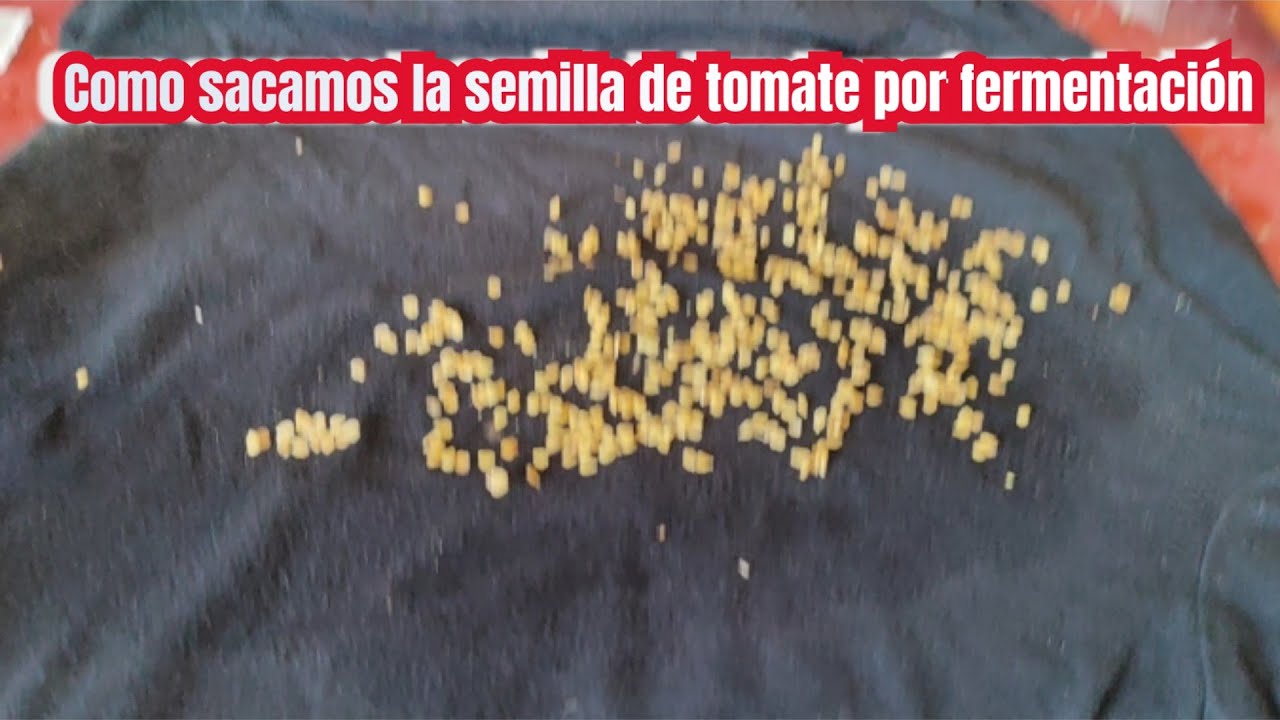 Así sacamos la semilla de tomate por fermentación.