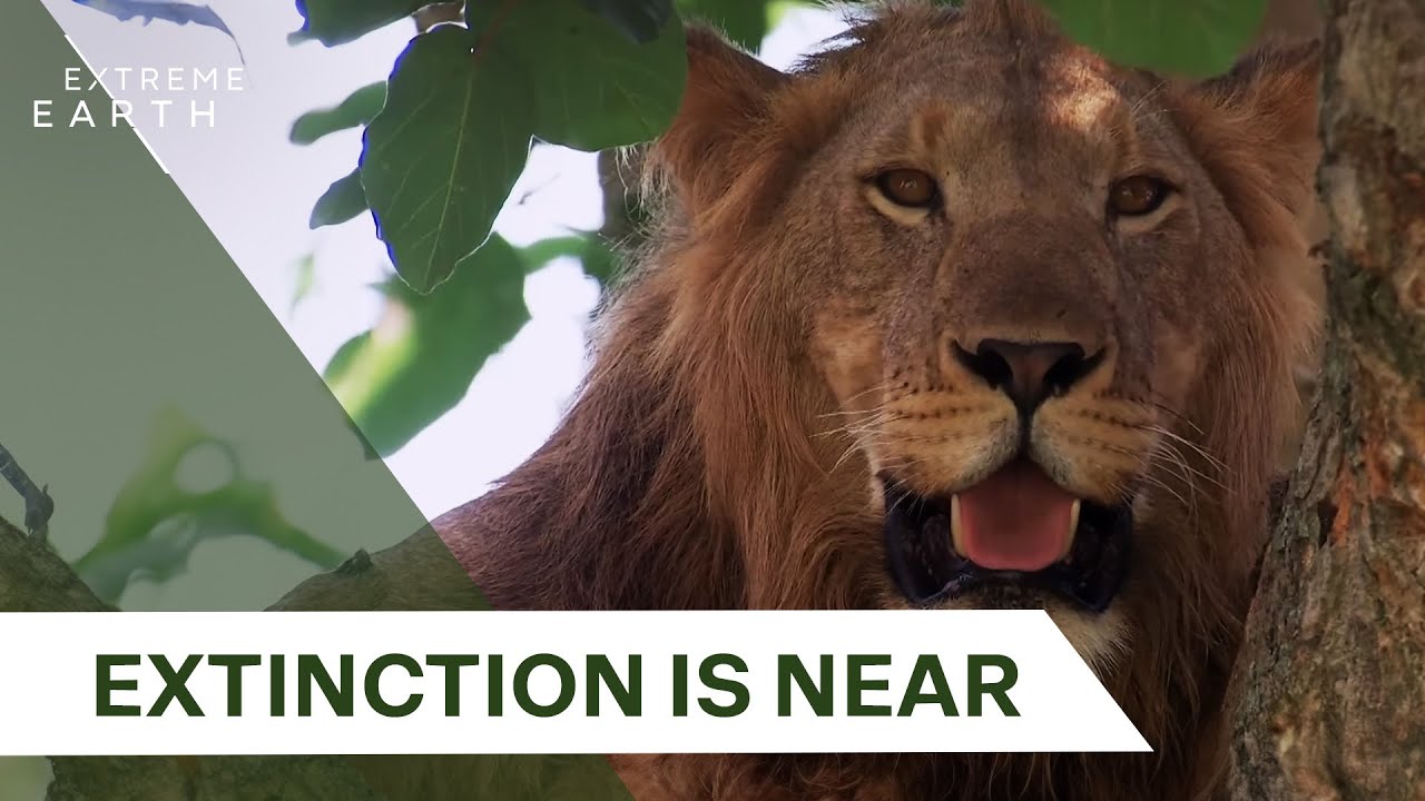 Saving Uganda's Last Tree-Climbing Lions: The Battle Against Extinction | Biggest & Baddest
