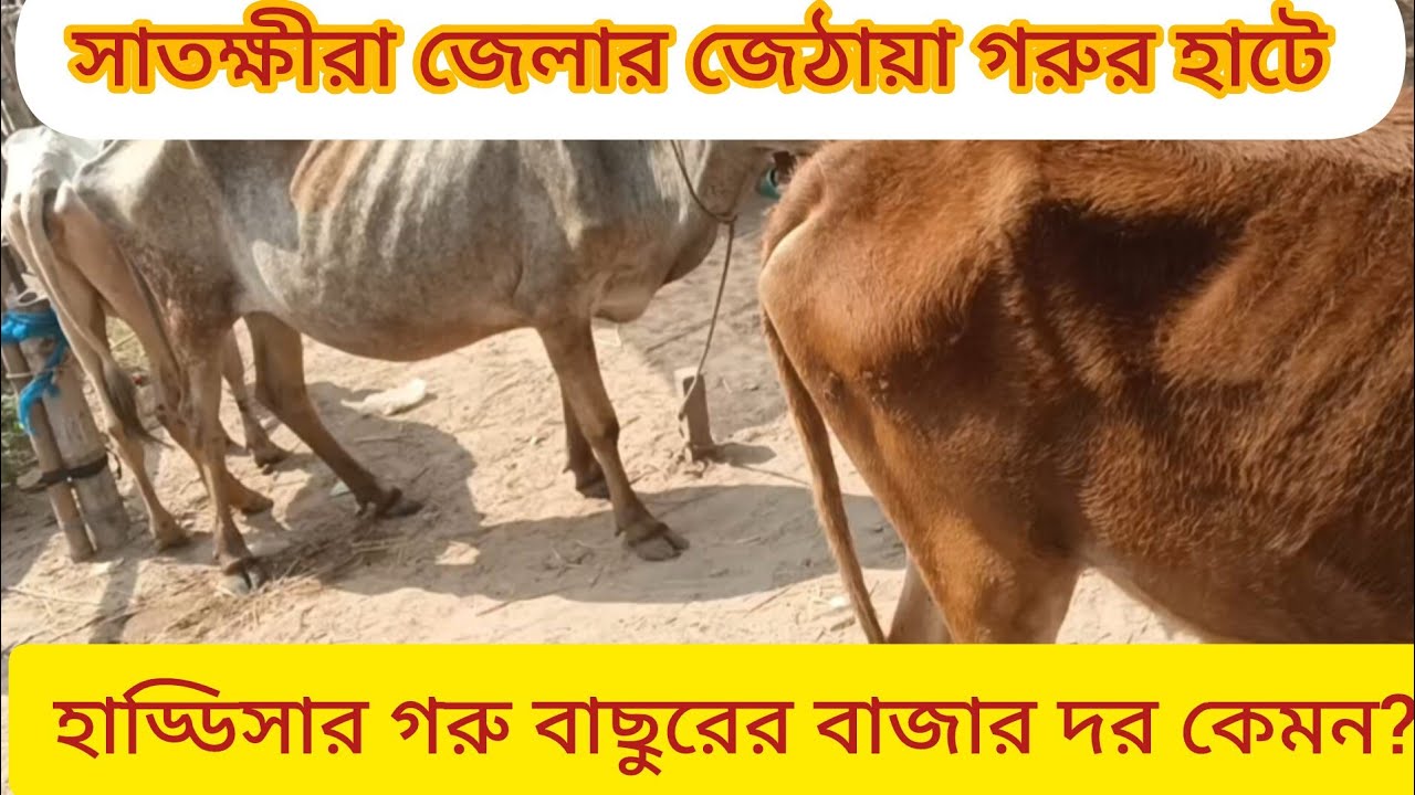 সাতক্ষীরা জেলার জেঠুয়া পশু হাটে হাড্ডিসার গরুর বাজার দর।