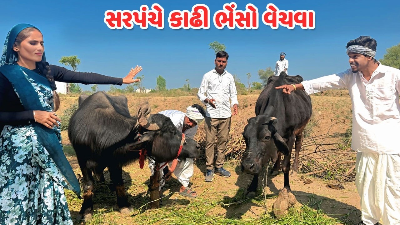 સરપંચે કાઢી ભેંસો વેચવા કડવો આયો લેવા // Gujarati Comedy Video // કોમેડી વિડિય // Funny Desi Boys