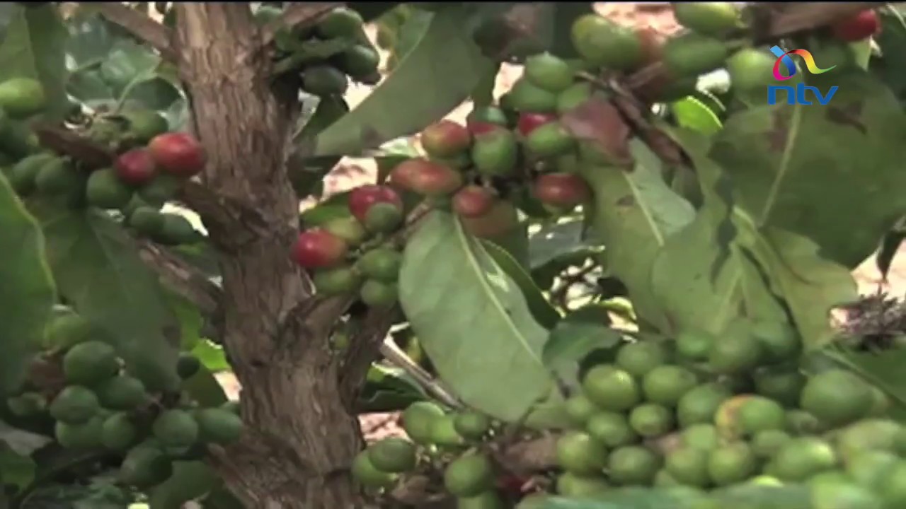 First Coffee Mill in Kericho County to be put up at Fort Tenan