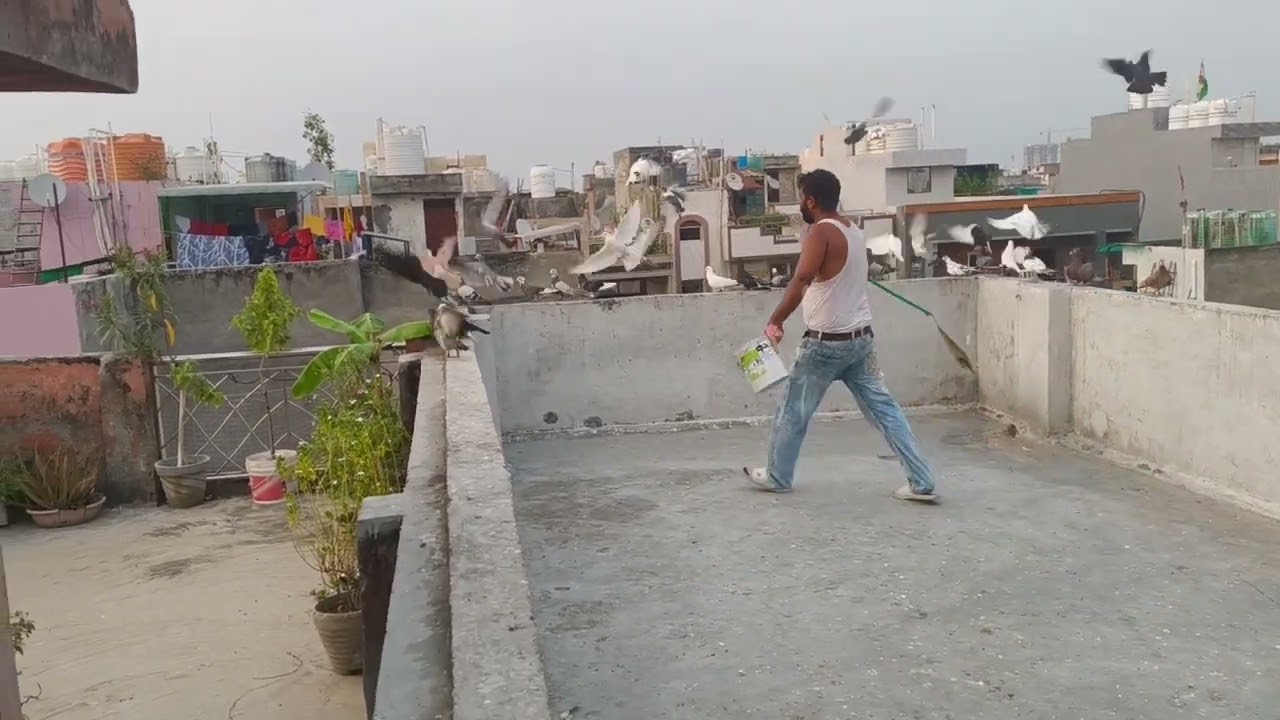 😱😱Suladaar  ke do kabutar utare 🕊️🕊️#viralvideo#viral  #trending#youtubevideo panjabiharsh635