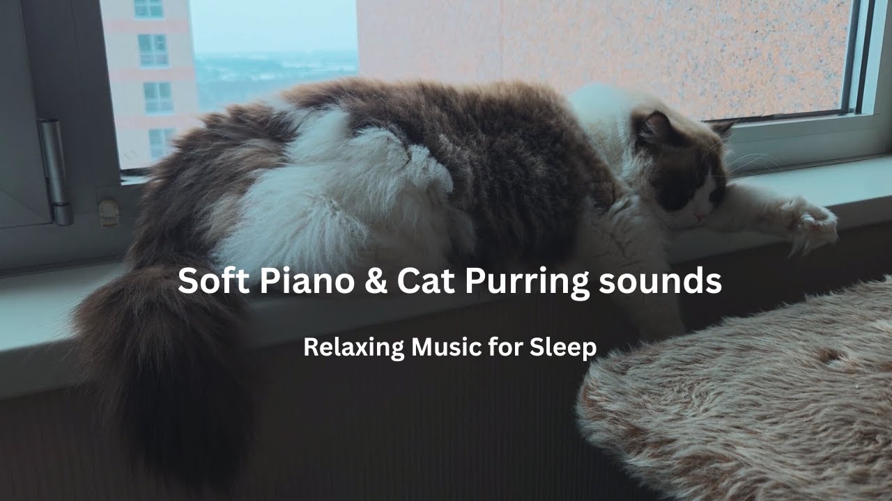Relaxing Music & Cat Purring - Beautiful Piano Music, Sleep Music, Relaxing Music, Study Music