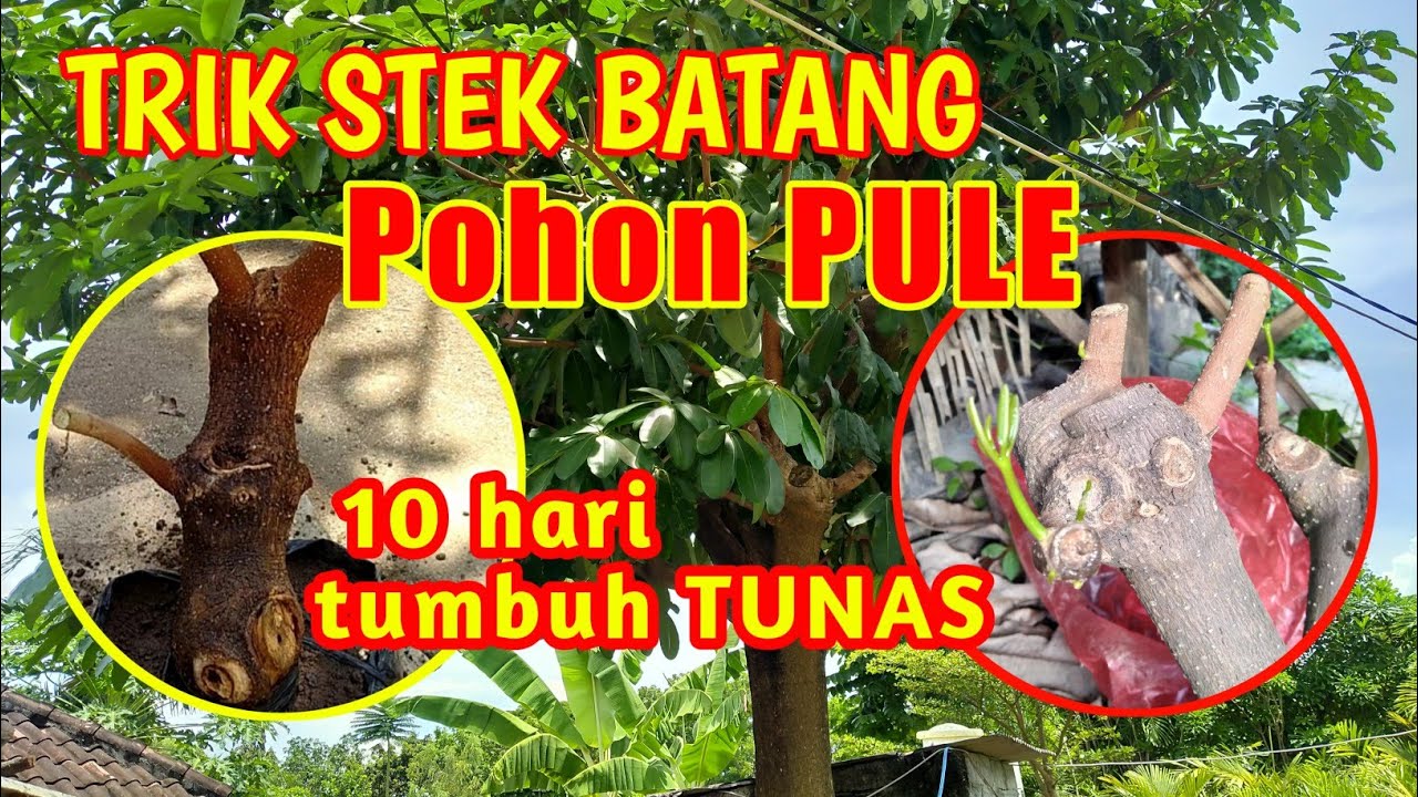 CARA CEPAT STEK BATANG POHON PULE | STEK BATANG PULE