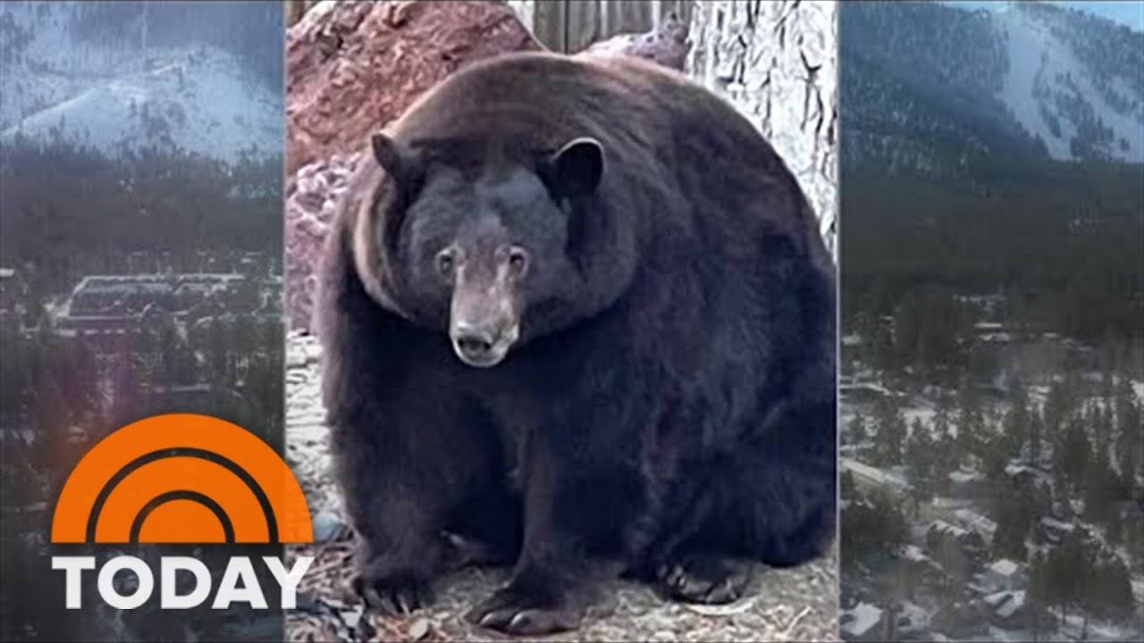 Hank The Tank: 500-Pound Bear On The Run After Ransacking California Homes