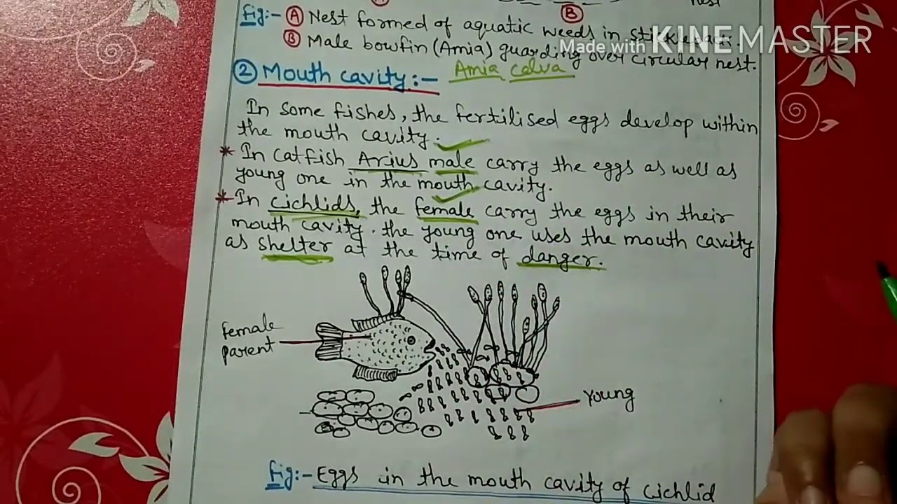 Parental care in fishes|| bsc || hindi