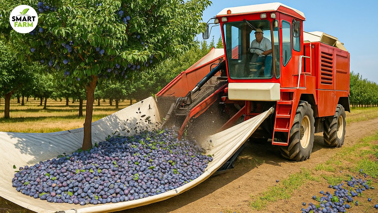 How American Farmers Harvest 500 Million Pounds of Plums