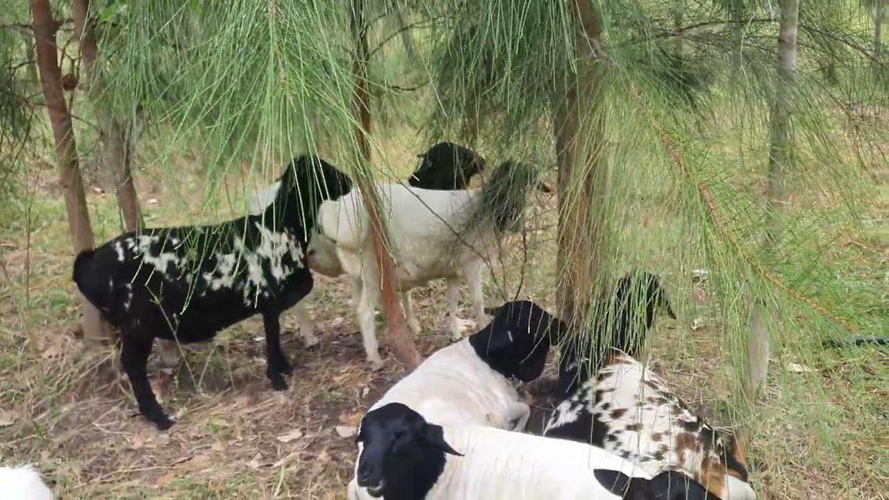 Persian sheep, chooks, & Maremma guard dogs in a Syntropic Agroforestry block.