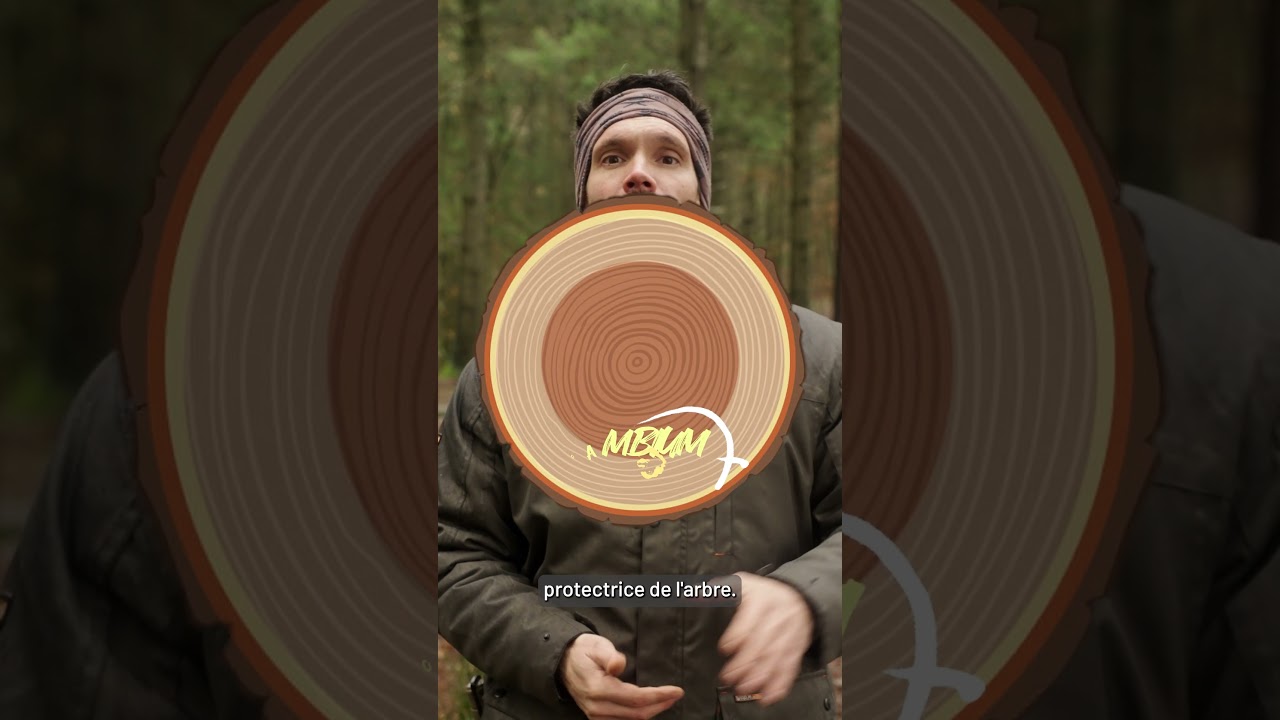 SURVIVRE EN MILIEU SAUVAGE : Le Cambium, votre dernier recours alimentaire ! #survie #survival