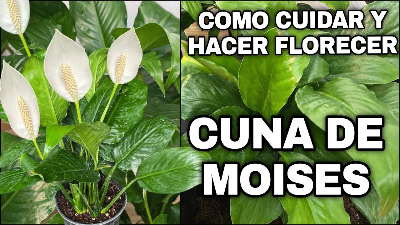 Todo para cuidar y florecer tu : Spathiphyllum o Cuna de Moises