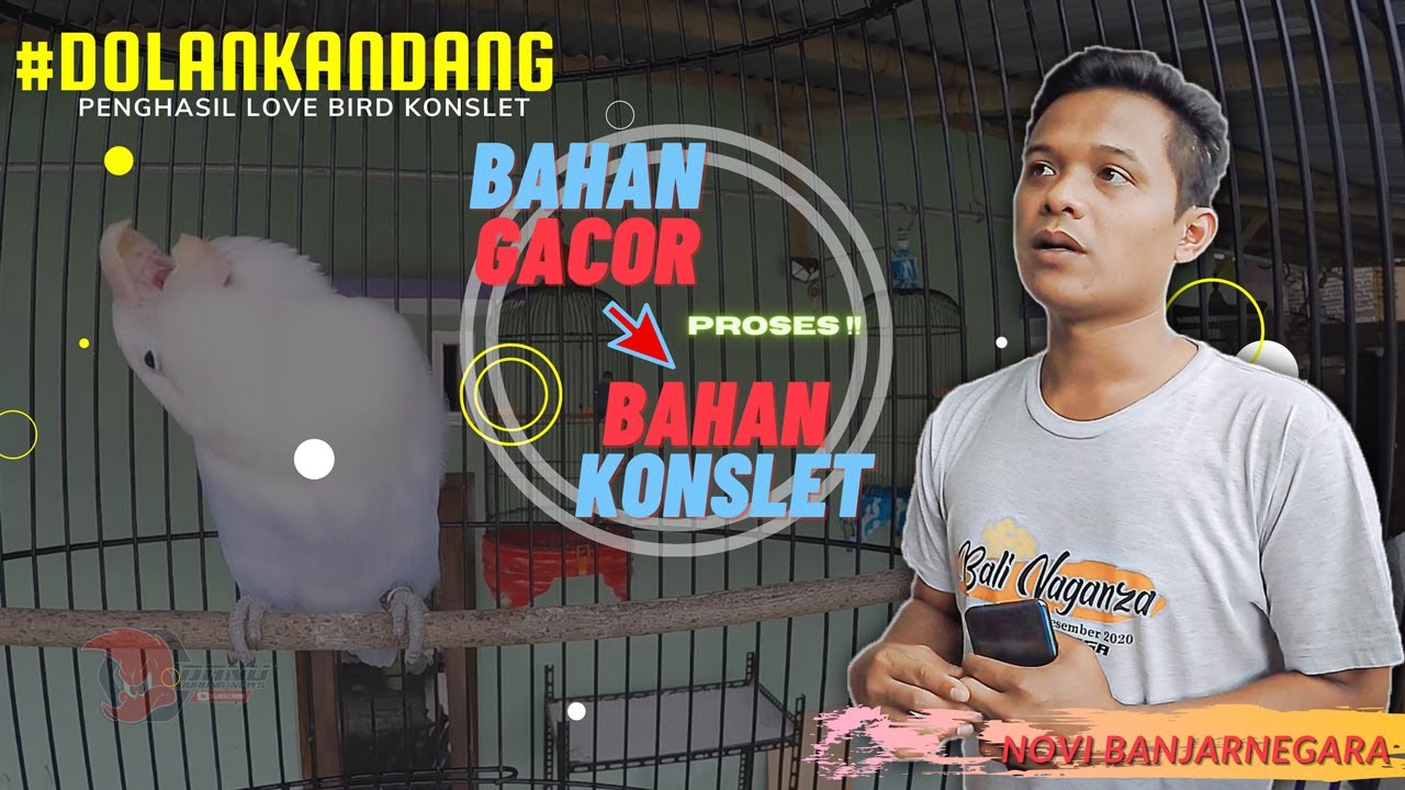 ROOM TOUR Kandang NOVI BANJARNEGARA | Proses Dari Bahan Gacor Hingga Menjadi Lovebird Konslet