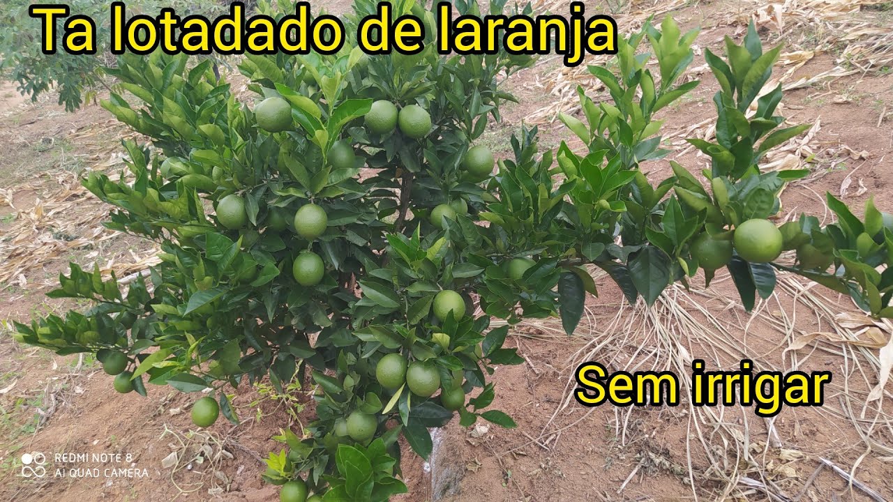 Plantação de LARANJA PERA RIO -  Sem irrigar
