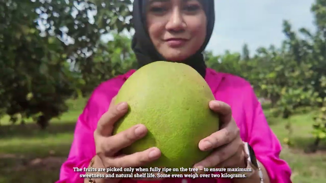 Kapsul Aramaiti : &ldquo;Exploring Tenom&rsquo;s Pomelo Plantations&rdquo;