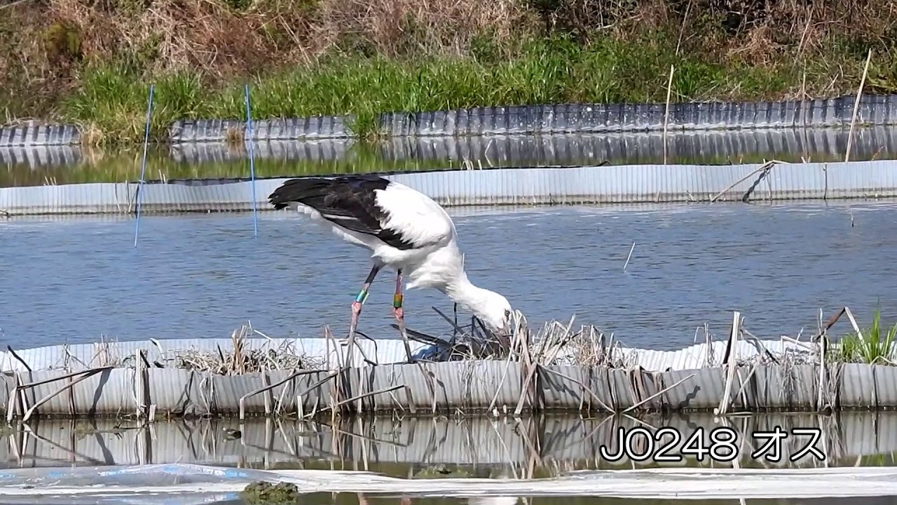 鳴門コウノトリ 2020/03/25 撮影 成長記録 徳島県鳴門市