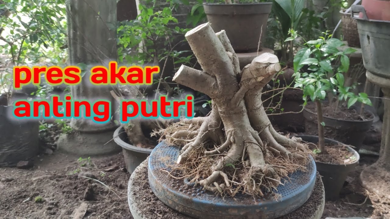 cara pemotongan akar || bahan bonsai anting putri
