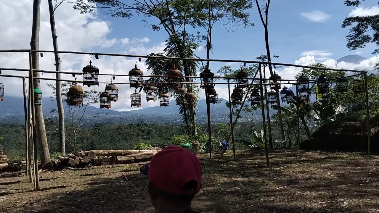Lomba Perkutut Lokal  Di Wonosobo Jawa Tengah