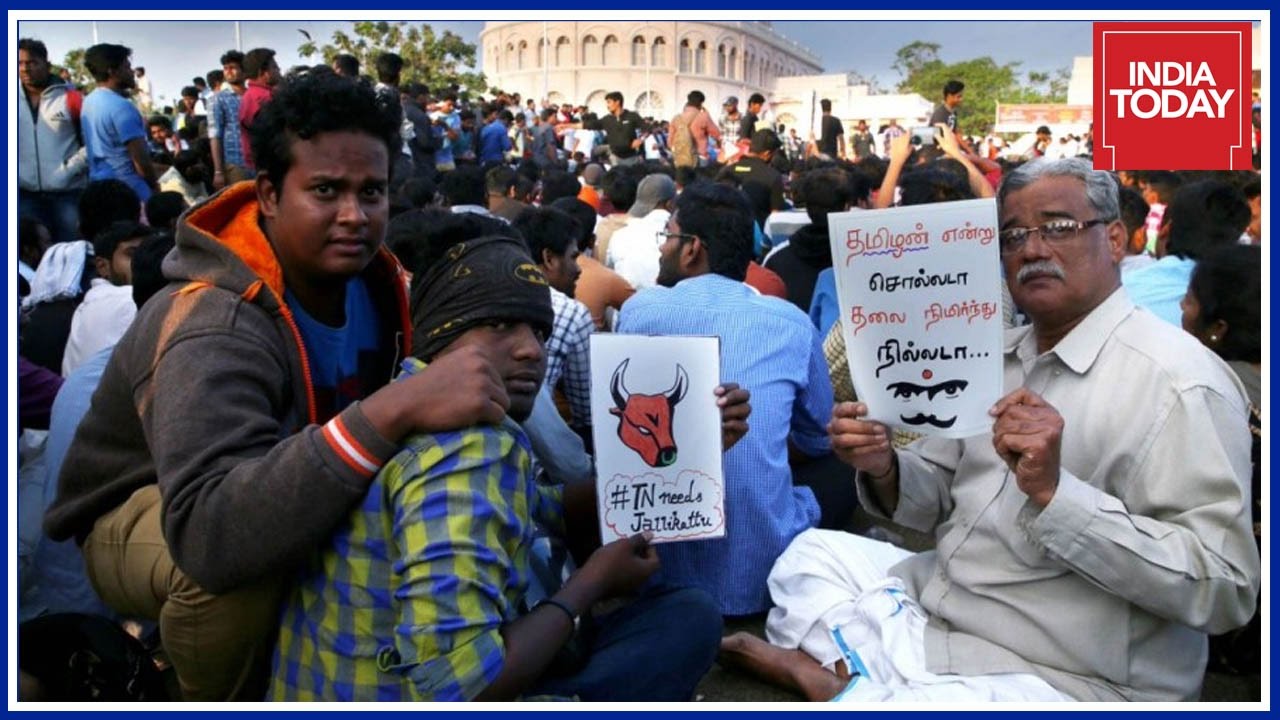 Tamil People Pour Into Marina Beach Protesting Against Jallikattu Ban