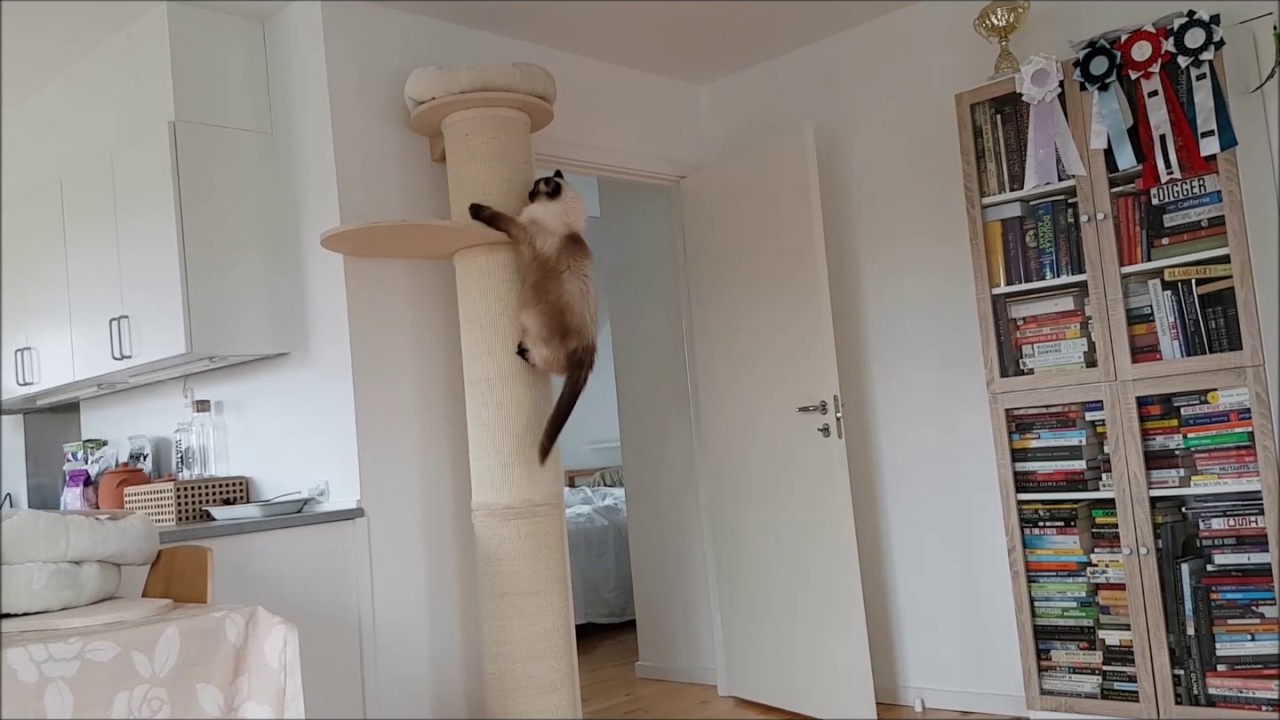 Natural Paradise Scratching Post XXL from Zooplus