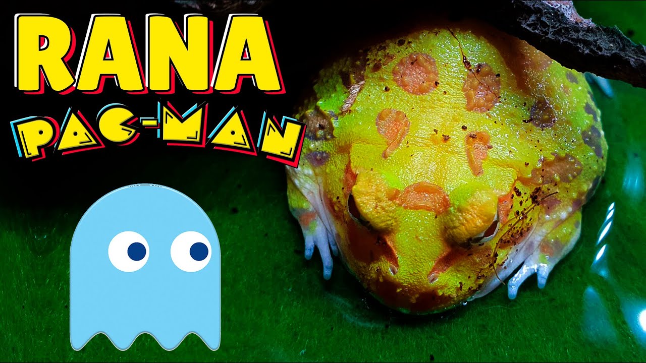 CUIDADOS Y CAMBIOS EN EL TERRARIO (Rana Pacman)