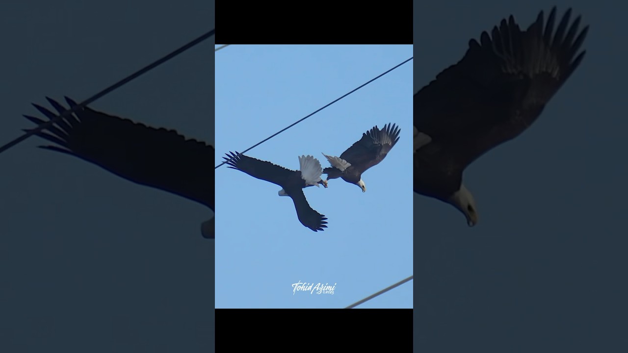 Two Bald Eagles lock talons and perform the courtship behavior called Daredevil Cartwheel #eagles