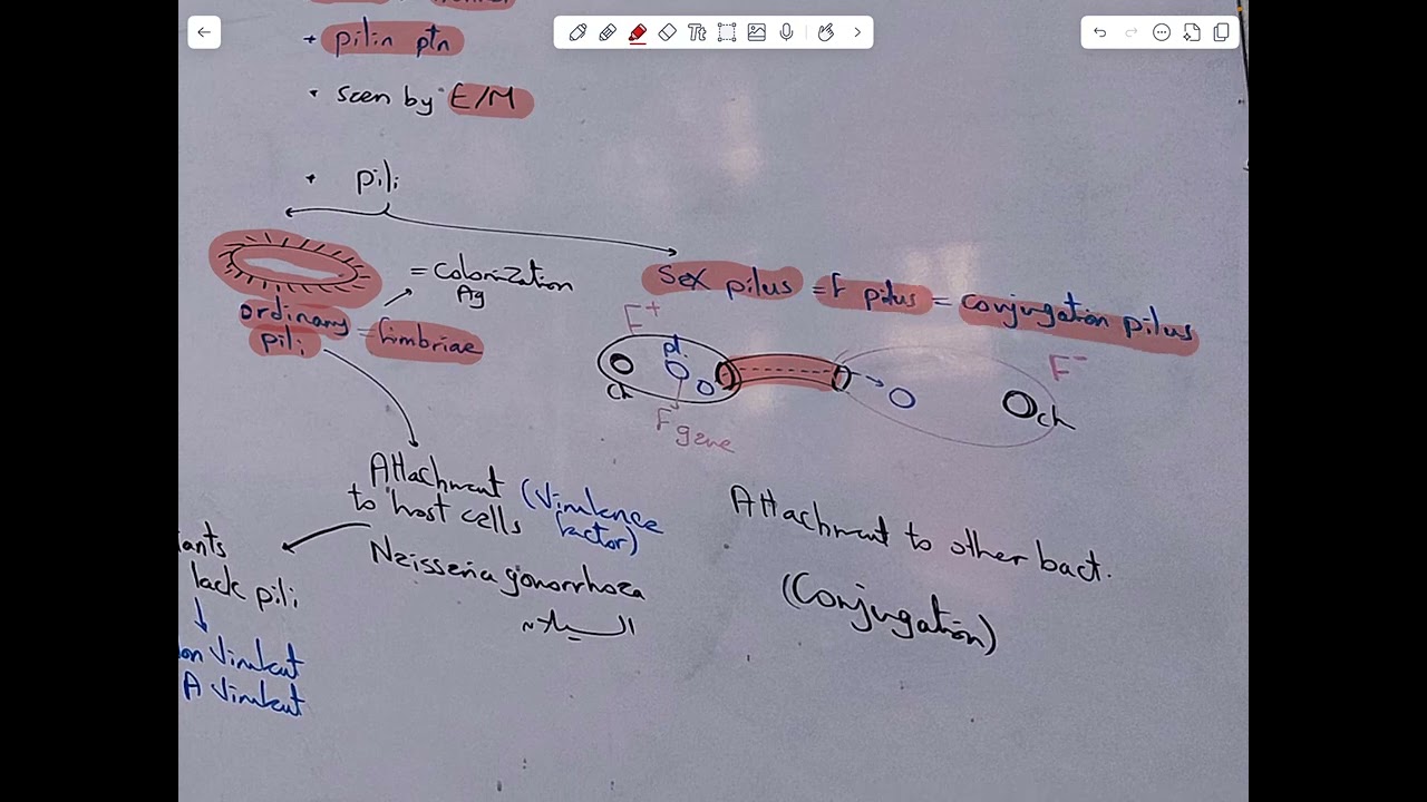 lecture 3  Bacterial Structure  Part 3  Structures inside the Cell Wall + Bacterial Spores   Kaps