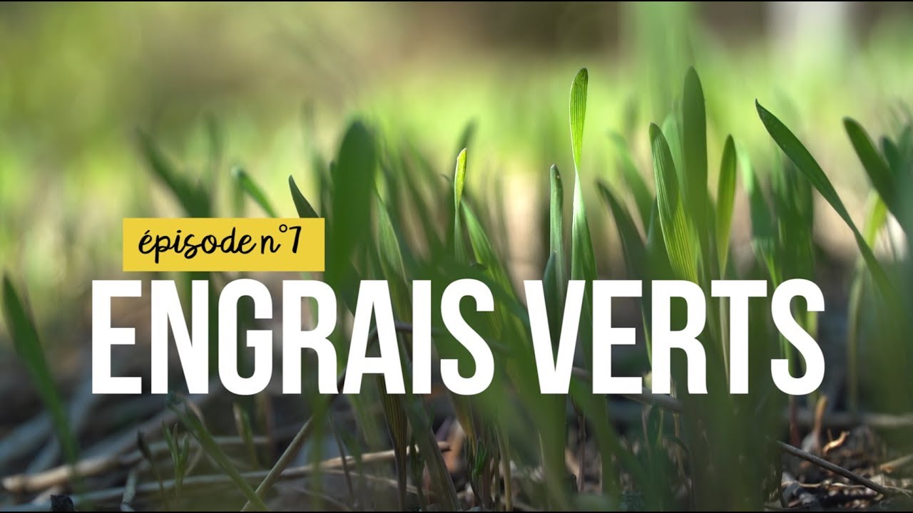 Mon jardin sans pesticides &eacute;pisode n&deg;7 : engrais verts