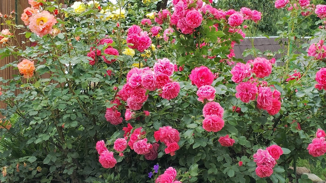 СДЕЛАЙТЕ ЭТО С РОЗАМИ В АПРЕЛЕ 