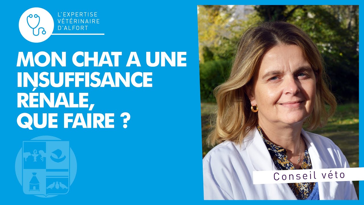 Mon chat a des insuffisances rénales, que faire ?