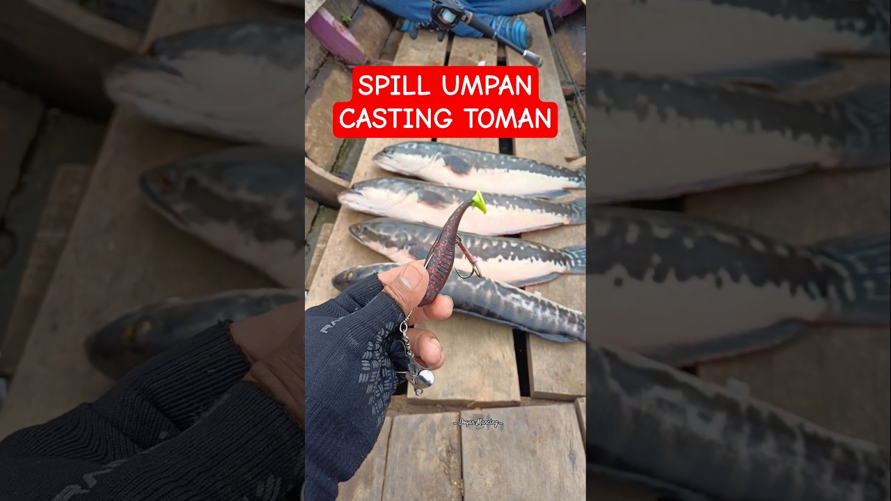 Spill umpan casting ikan toman !! 