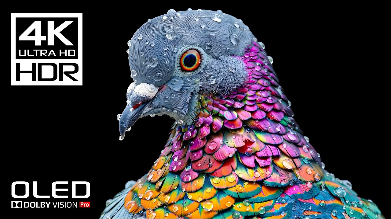 4K Videos | Incredible Dolby Vision HDR 4K 60 FPS (8K / 4K TV TEST)