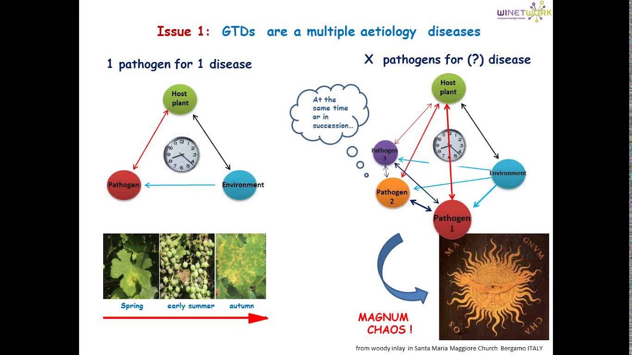 Scientific overview on Grape Trunk Diseases