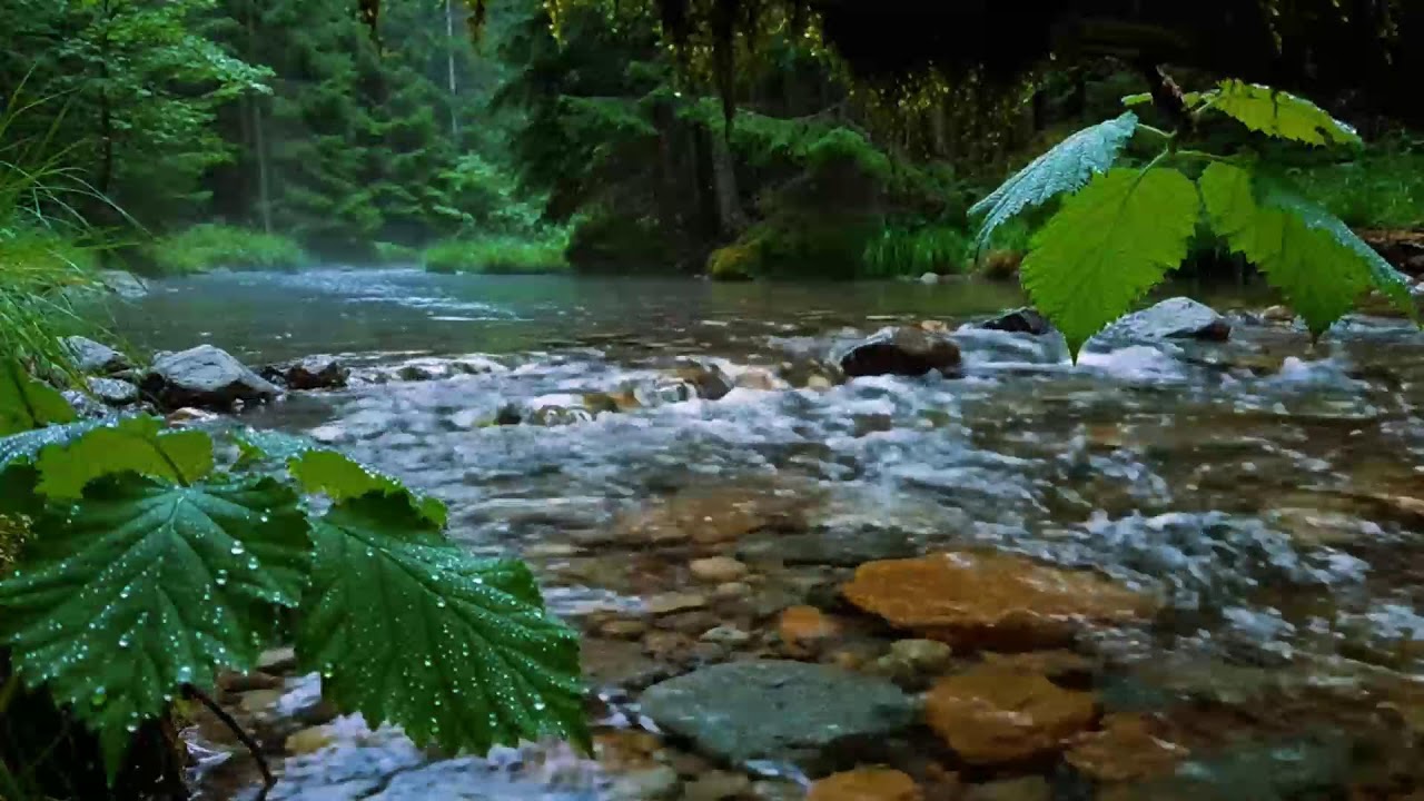 Calming Forest Ambience, Birds Singing Beautiful Stream Sounds for Deep Sleep, Study Focus, Medicine