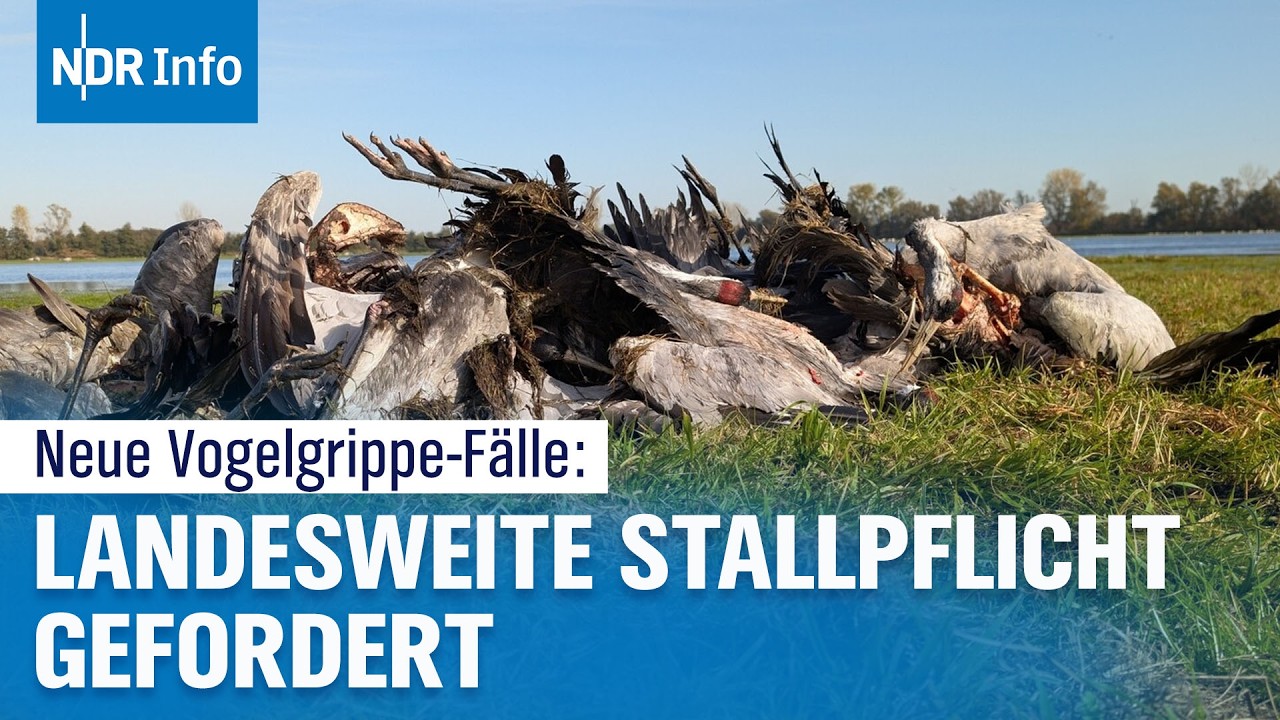 Vogelgrippe H5N1 in Deutschland - Virus bedroht Geflügel im Norden | NDR Info