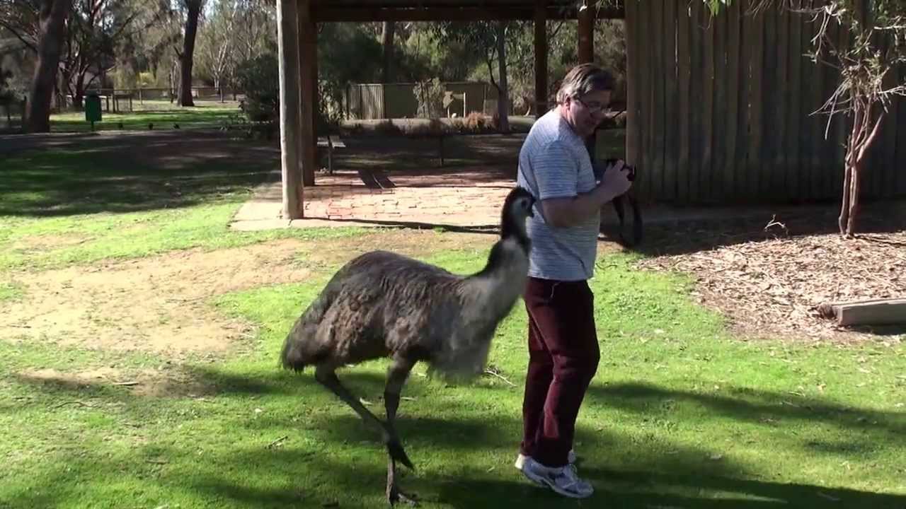 Hilarious emu antics.