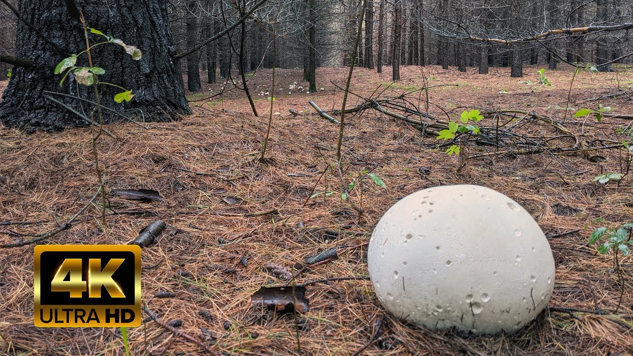 4K Virtual Hike - Mushroom Forest - Rainy Autumn Morning - Bruce Trail - Relaxing Walk