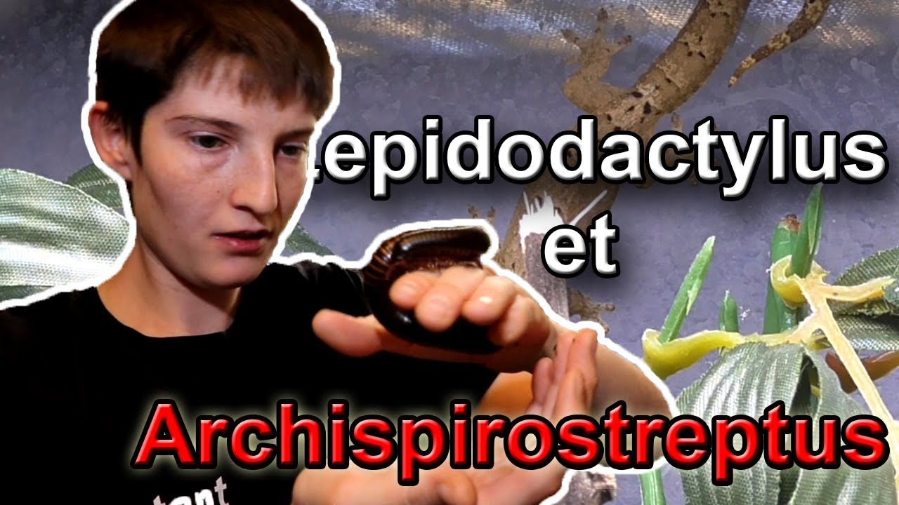 Geckos nains et Iules géants - Que deviennent-ils ?