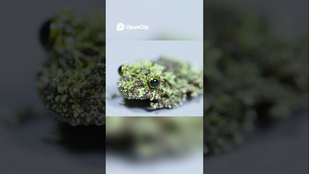 How the Mossy Frog Uses Camouflage and Sound to Outsmart Predators