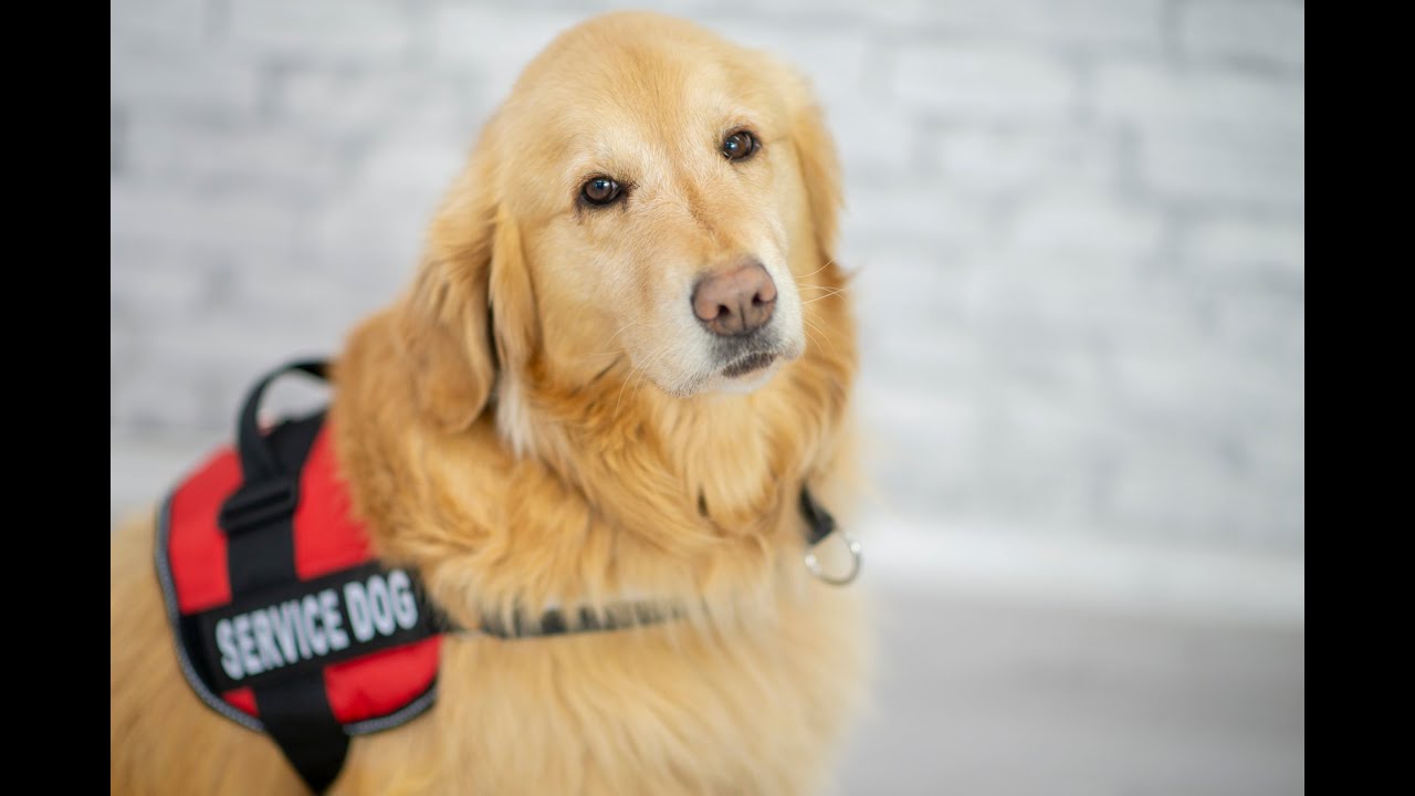 Обновление законодательства: новые законы о животных-помощниках и животных для эмоциональной подд...