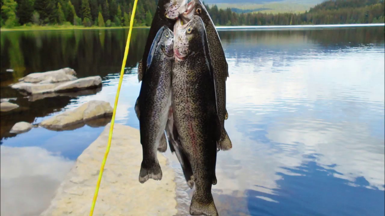 16 INCH RAINBOW TROUT - TRILLIUM LAKE IS GOING OFF - 2020