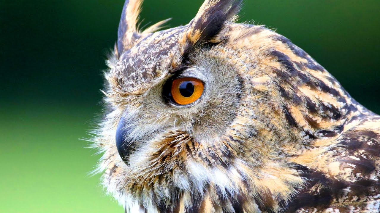 Факты о евразийском филине: он же ЕВРОПЕЙСКИЙ ФИЛИН 🦉