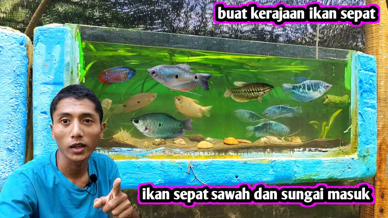 kerajaan ikan sepat di glassbox uotdor samping rumah