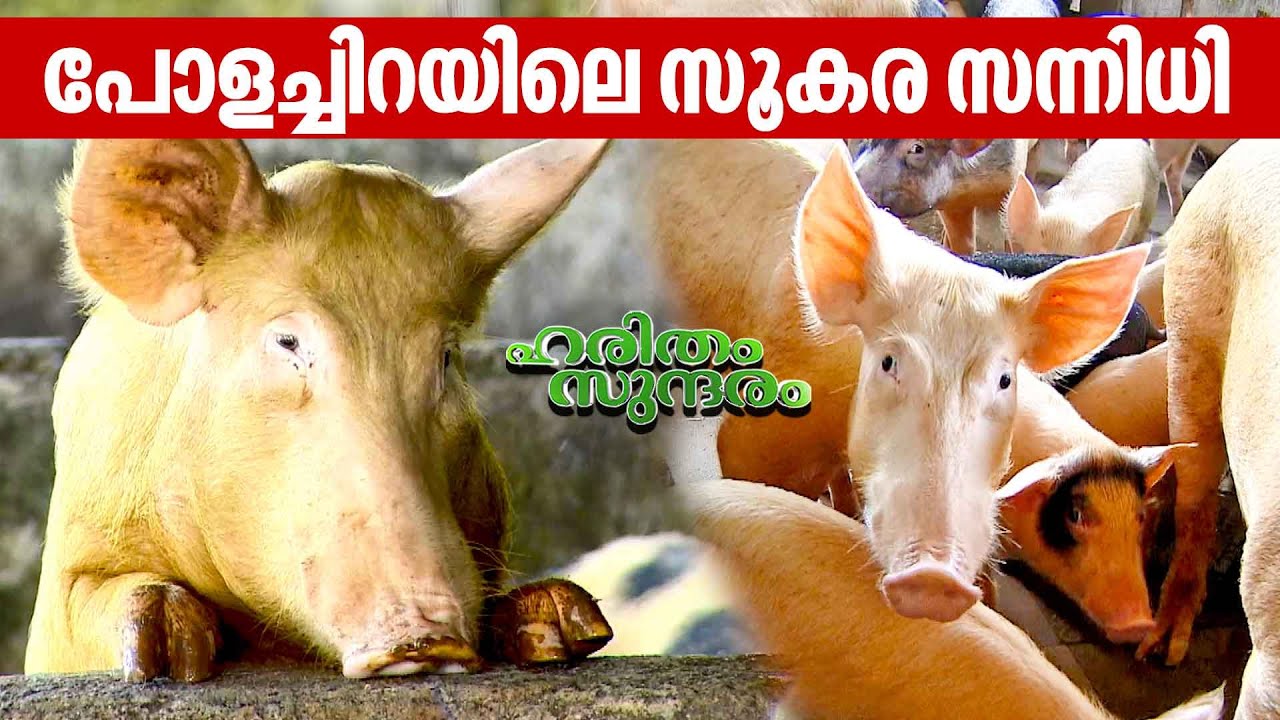 വിജയ കുതിപ്പിൽ നീങ്ങുന്ന സെന്റ് ജൂഡ് പന്നിഫാമിന്റെ വിശേഷങ്ങൾ | St. Jude Pig Farm | Haritham EP 463