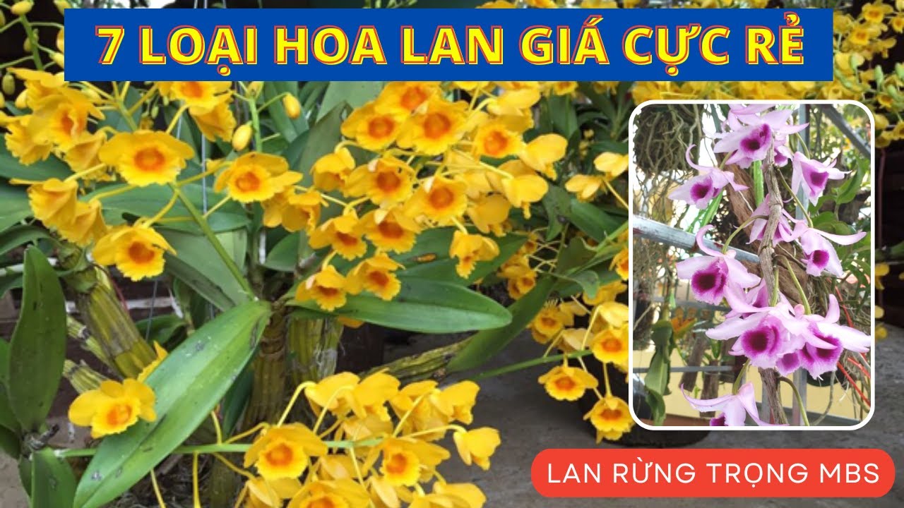 7 loại Hoa Lan gi&aacute; rẻ, n&ecirc;n c&oacute; trong s&acirc;n nh&agrave; 2023 | Vườn lan Trọng MBS