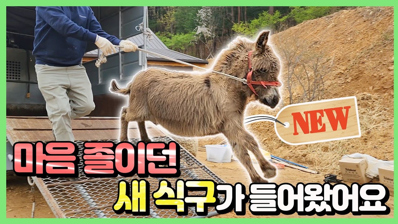 6개월간 찾아다녔던 나귀가 연못에 도착합니다