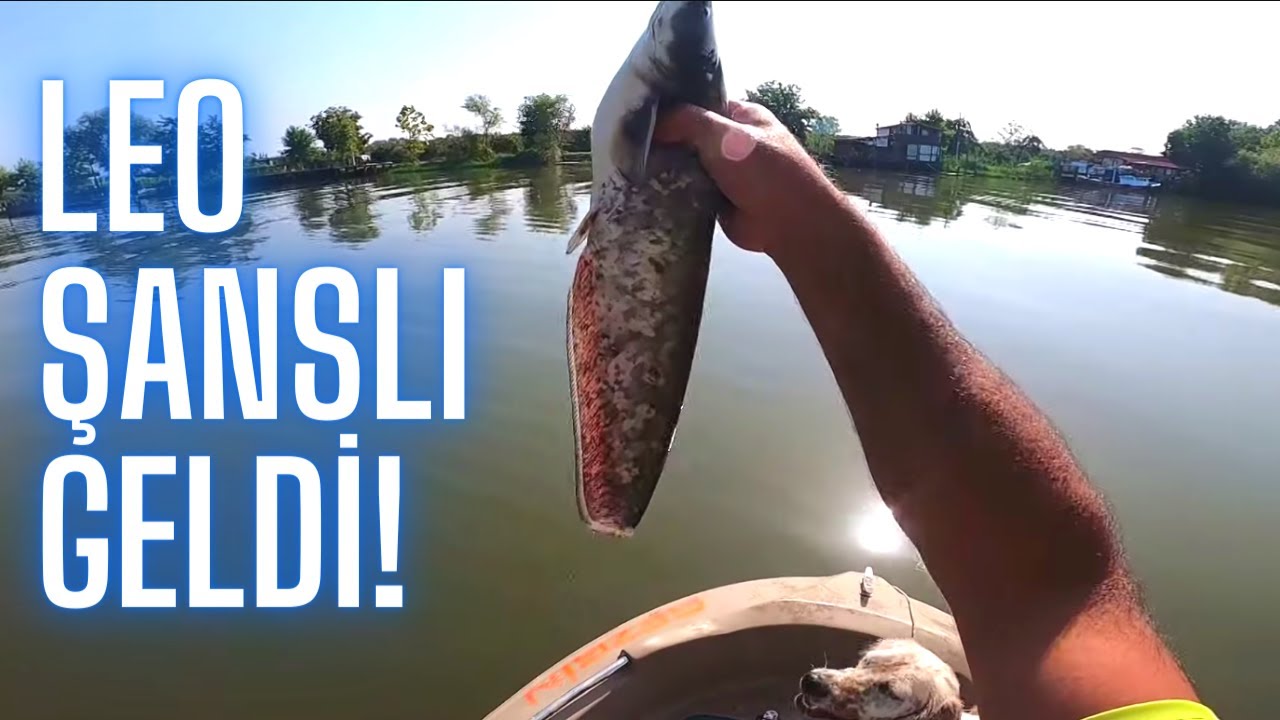 Yayın Avı - Balık Avı | Fishing Catfish | Sakarya Nehri