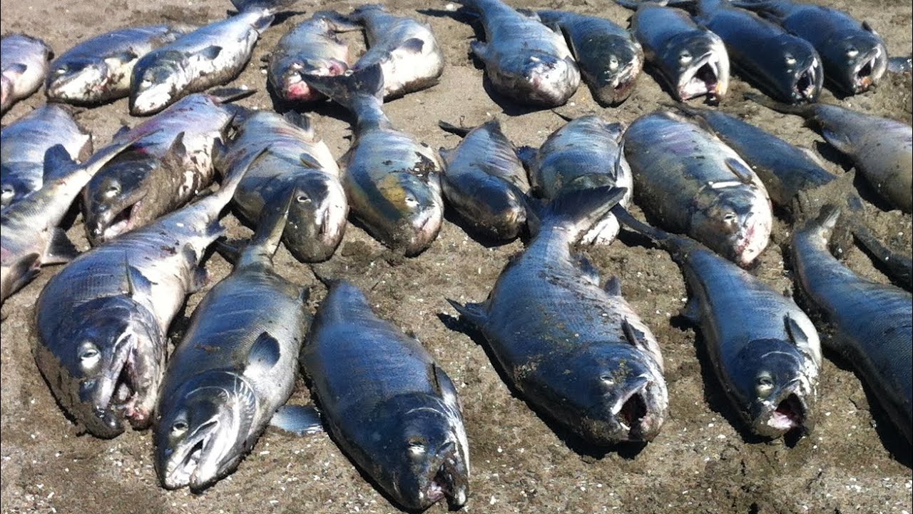 【鮭釣り】サケの食いが悪い時はこの仕掛で釣っています    When I cannot catch a salmon, I use this tackle